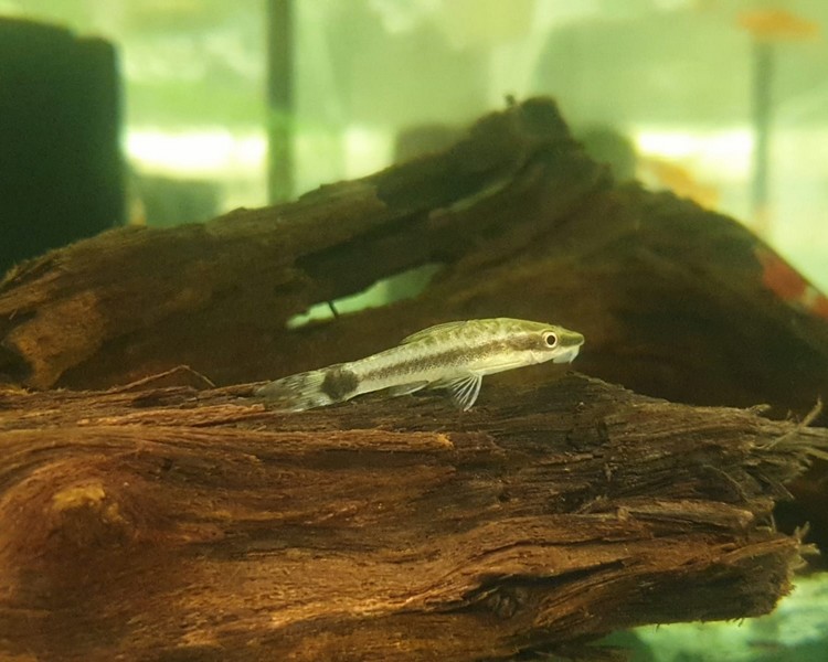Dwarf Sucker Otocinclus Catfish ~ 2.5cm